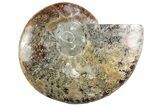 Cut & Polished Ammonite Fossil (Half) - Madagascar #364907-1